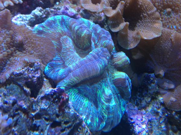 AAFishStore's tweet image. All About Fish has lots of different kinds of corals.  Come and see for yourself!
