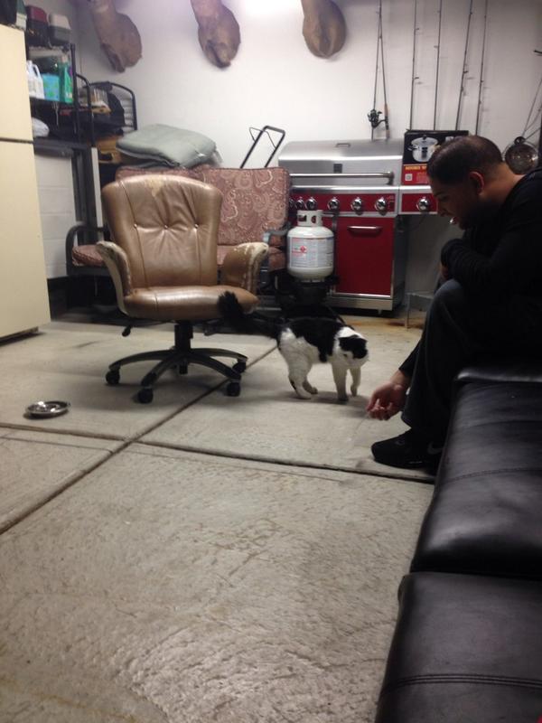 MohammedBazzy's tweet image. I don&apos;t own a cat 😳 #crackcat