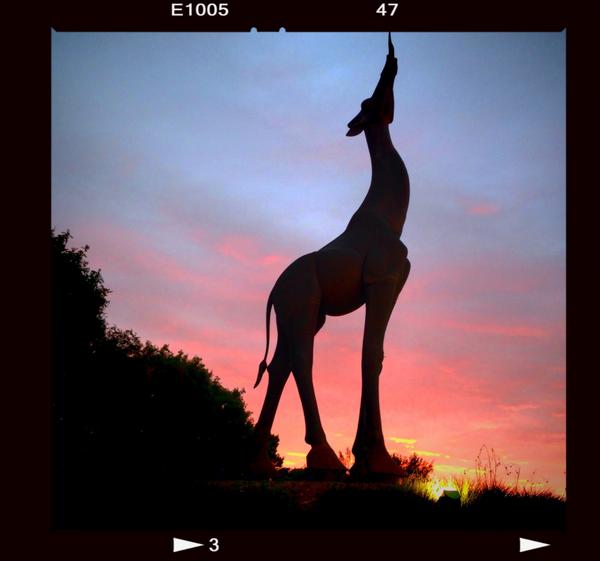 d_jgfg's tweet photo. #sunset#silhouette#orange#giraffe#dallaszoo#statue http://t.co/zSrQdW54PX