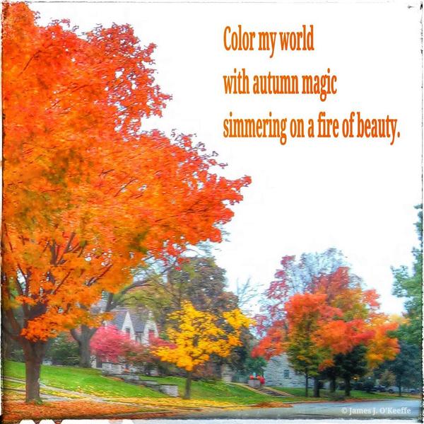 OKeeffe_Jim's tweet image. Color my world. #AutumnLeaves #colorglow #athome #FallBeauty #fall