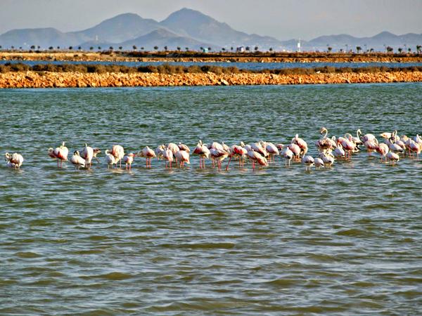 turismormurcia's tweet photo. Buenos días RT @spain: Salinas y Arenales de San Pedro del Pinatar, parte norte del Mar Menor. #visitspain #spain http://t.co/QSSrdXuLcN
