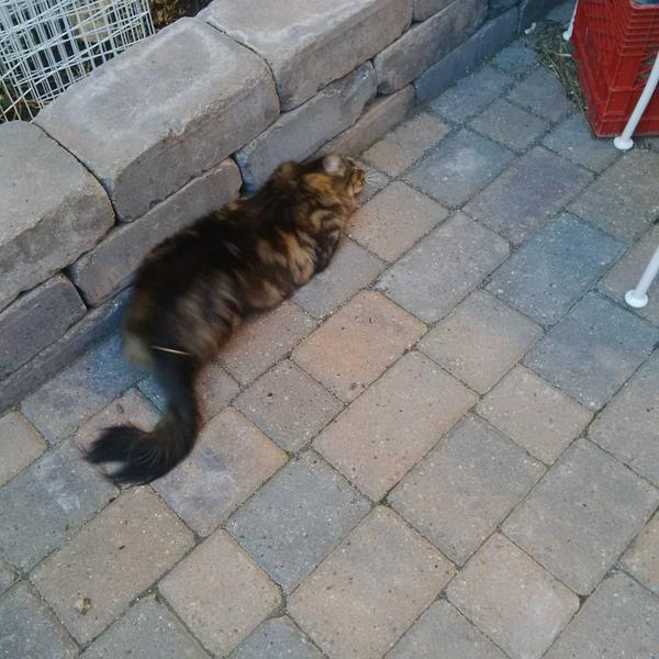 I'm "J-Loaf". MOL. Frodo #cat #kittyloafmonday