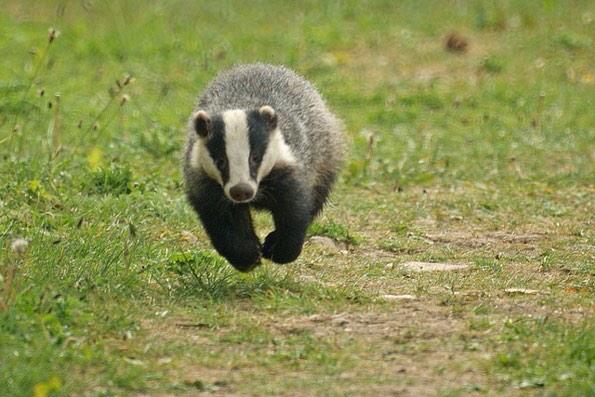 Happy Birthday Here, have a hovering badger. 