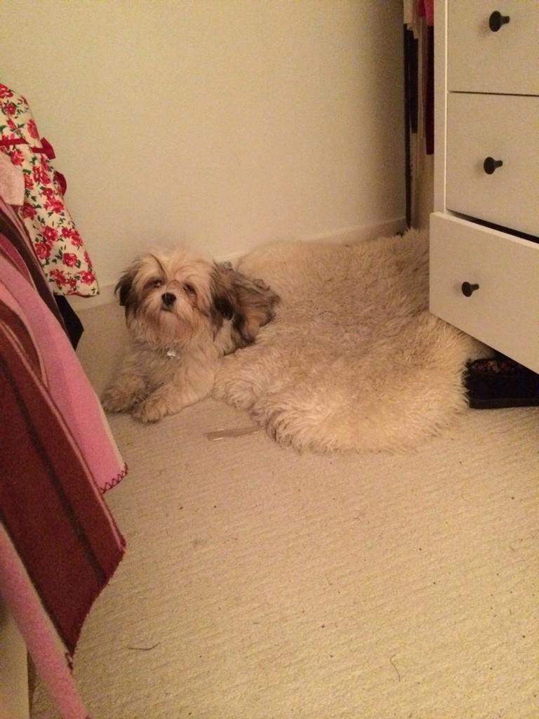 Embedded image permalink