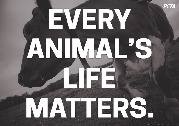 peta tweet picture