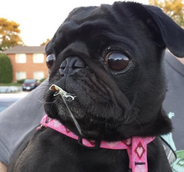 Alvise Castagna tweet media