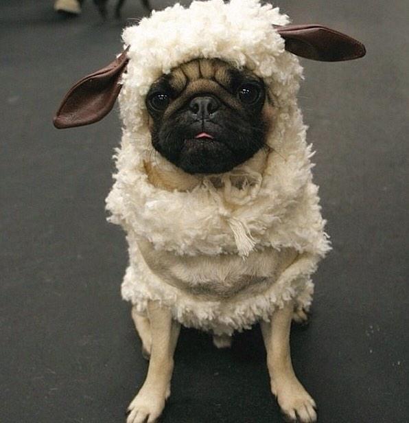 Alvise Castagna tweet media