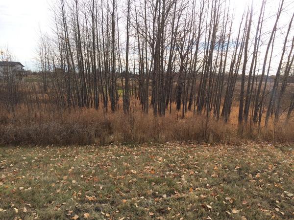 grade4graminia's tweet photo. Good ol' fashioned game of camouflage. There are 40 kids in there. Can you see any? #physed #camo #ruralschool http://t.co/uHG04oZ2Ns