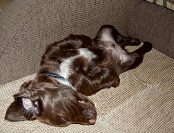 TheHouseOfDogUK's tweet image. Brand new post from @WMP_Dog Gorgeous Police Puppy Ted just published at thehouseofdog.co.uk/police-puppy-t… #DogsWithBlogs :)