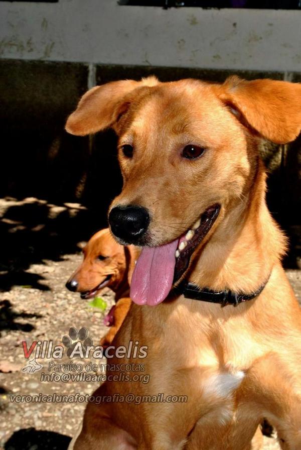 jenydasilva's tweet photo. #Juakin el que lo conoce sabe lo especial que es este peludo. Castrado vacunado. Juakin es otro solo necesita hogar http://t.co/aFvfTSmaga