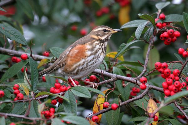 They're coming! Reports of #Redwings flooding in to the UK now, have you spotted any yet? <a href="/BBCSpringwatch/">BBC Springwatch</a>