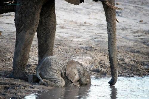 MyKariba's tweet photo. #VisitKariba #Kariba @tinatseyi @WildSimonwild @ernestmac54 @MissEarthZW @RuvhiPari @ShhhTendo @uQwa @NamibiaHorizons http://t.co/V263TDadWP