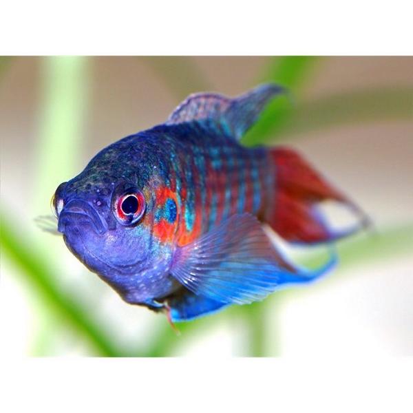 AquaLoverPT's tweet photo. #macropodusopercularis #macropodus #opercularis #anabantideos #peixeparaiso #paradisefis... http://t.co/CYXTpjxZNU http://t.co/qWGiU8vImb