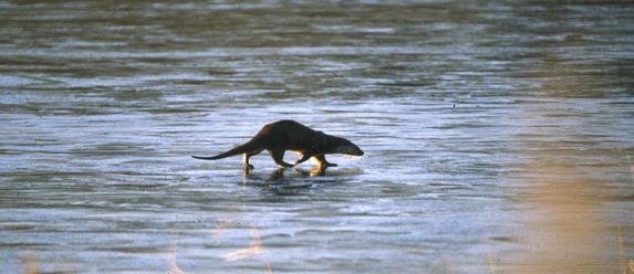 DerbysWildlife's tweet photo. The first otter has been seen at Willington Gravel Pits! We hope this is the first of many sightings http://t.co/HExRYiV5uO