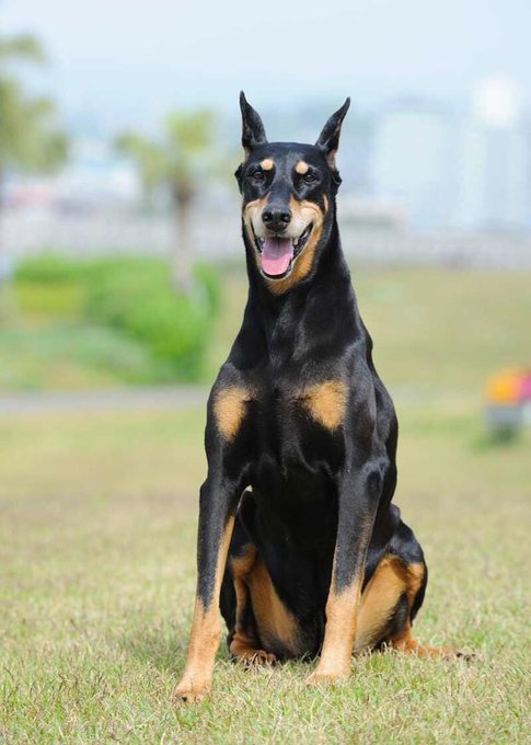 映画バイオハザード 犬の犬種や名前は トラウマ級怖いゲーム版ゾンビ犬についても Shokichiのエンタメ情報labo