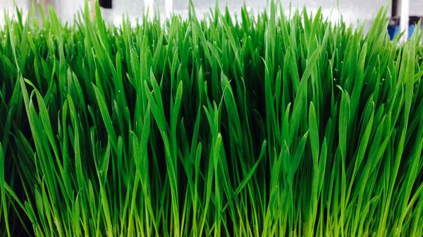 Drink your juice! #wheatgrassjuice                             2friendsfarm.com/wheatgrass