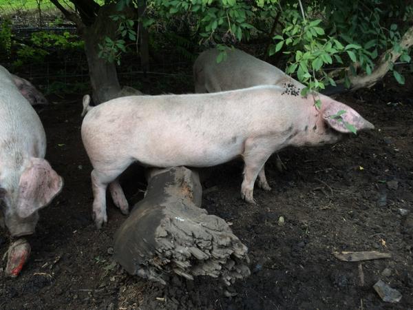 bodystronguk1's tweet photo. @frostybutcher glad you love our British Lop #rarestbreed @RBSTrarebreeds supporting local producers @britishloppig http://t.co/FA3m0cCSan