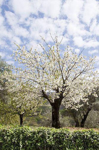 Postalesdecampo's tweet photo. Extremadura, España! http://t.co/sSsVaR2Lo4