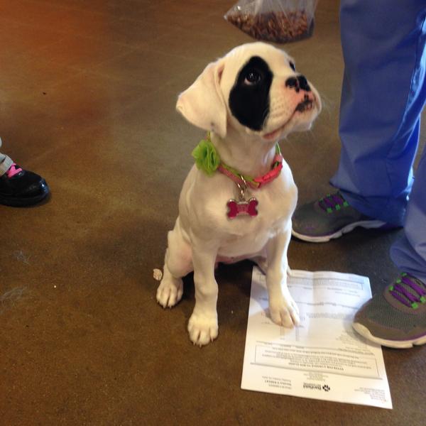 hollylenglish's tweet photo. Just got my puppy shots at banfeild!  #inspiredbypets http://t.co/nNiddLS5Wc