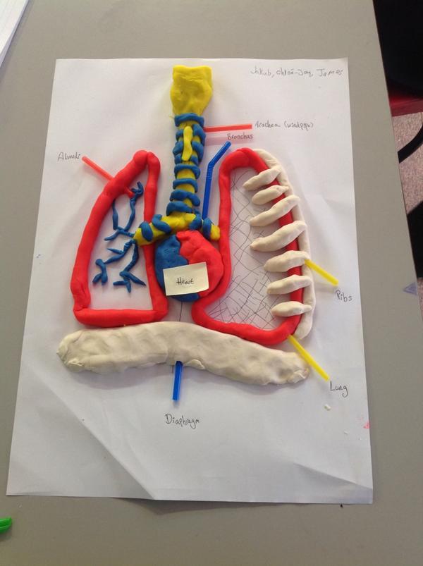 ztif28's tweet photo. Yr 9 GCSE PE first lesson on the respiratory system using play doh http://t.co/ZfJb8uRdcB