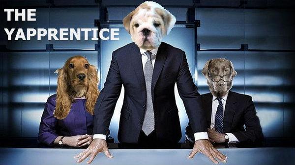 burnspetfood's tweet image. It&apos;s The Yapprentice 2014! Who&apos;ll be best in show and who&apos;ll end up in the doghouse? @bbcapprentice #Apprentice2014!