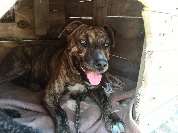 tamara2093's tweet photo. SE BUSCAN desaparecieron ayer los 2 d golpe por Maçanet de la Selva. Son Cadi y Lola. 657096006 SE OFRECE RECOMPENSA! http://t.co/vRYaAFls1J