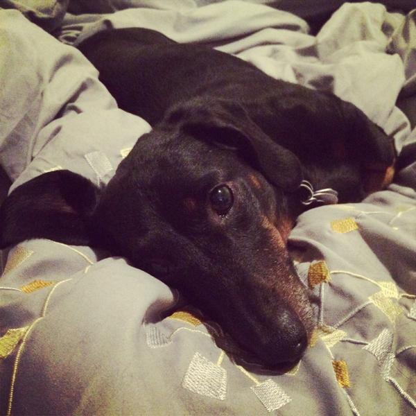 CGDesign2010's tweet image. My little buddy, best friend is sick. Please help by donating or sharing this. gofundme.com/save_romeo