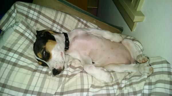 JanSmit28759756's tweet photo. @RoseEllenDix Meet my new pup, Parker Louise, adopted her @ 9 weeks, she's now 16 weeks... http://t.co/w7EjKj8KwZ