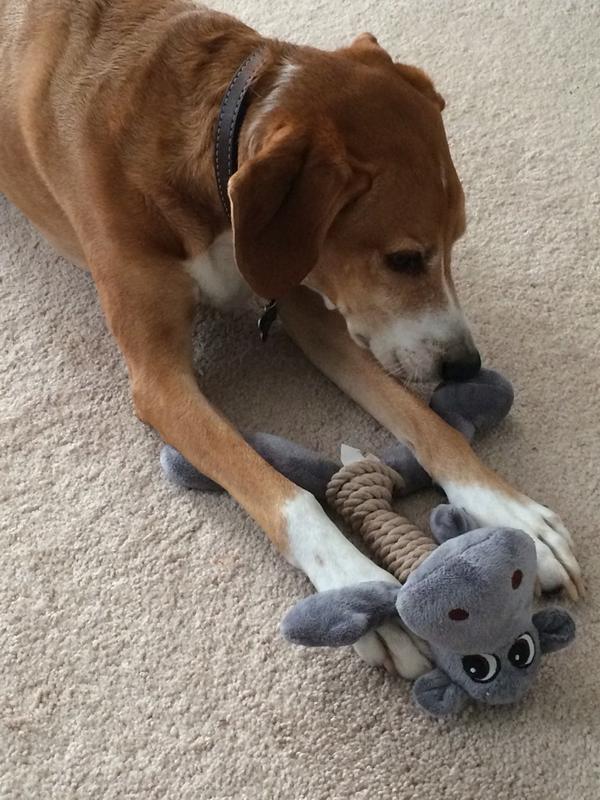 CrazyTheBeagle's tweet photo. @Murph_the_Mutt Grams bought me a new toy, just like Cedar has! She loves us❤️ http://t.co/Bmrb0nDQ9G