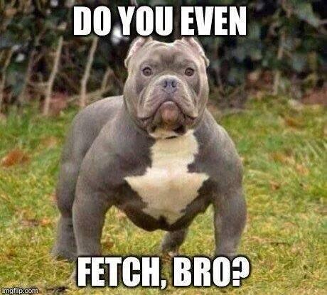 #pitbulls #lovethem #doyouevenlift http://t.co/1HcZZ0Am6l