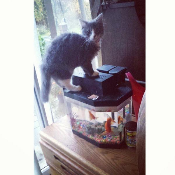 circlingsquare's tweet image. Your typical cat in the fish tank photo. #rubygram #trouble by cassiemcdonaldd