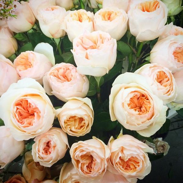 RebeccaBree's tweet photo. Thank you for the wonderful visit Amy. I could talk flowers with you ALL day. @gardenpartyflowers #RBfave http://t.co/eQWZIJN1RS