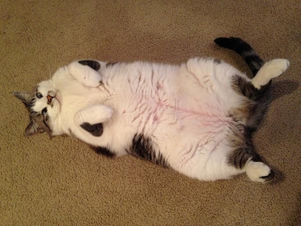 MeowChessie's tweet photo. My metabolic treats keep my waistline in check! @ItsMeDeaner: My waistline is spreading *embarrassed* http://t.co/wXziJCgOmj