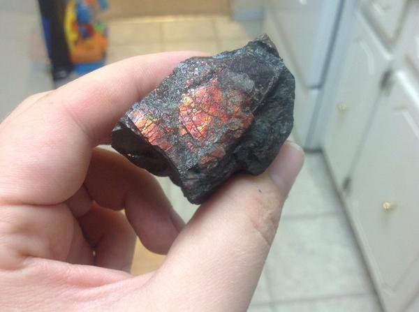 madein460's tweet image. The wonderful world around us!This is a piece of #ammonite that lived and died some 70million years ago. #lovefossils