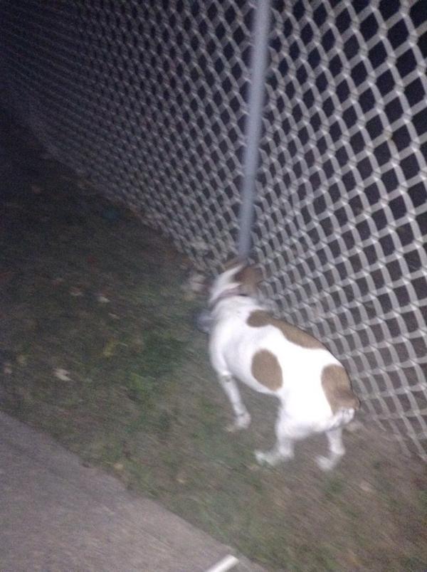 princessanna897's tweet photo. Fun night with the best dog in the world http://t.co/C2Tp6PV6tW