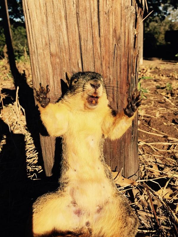 bentleythemutt's tweet photo. Ok squirrel, keep your paws where I can see em or your a chew toy! http://t.co/ahUBvPPMYV