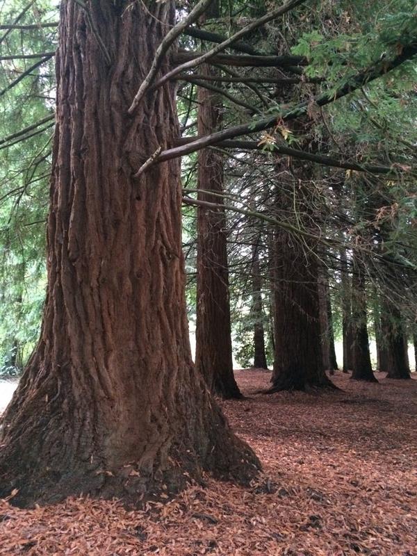 JSodPhotography's tweet photo. Redwoods in the city #HappyTreeTuesday http://t.co/EiG3waQVme