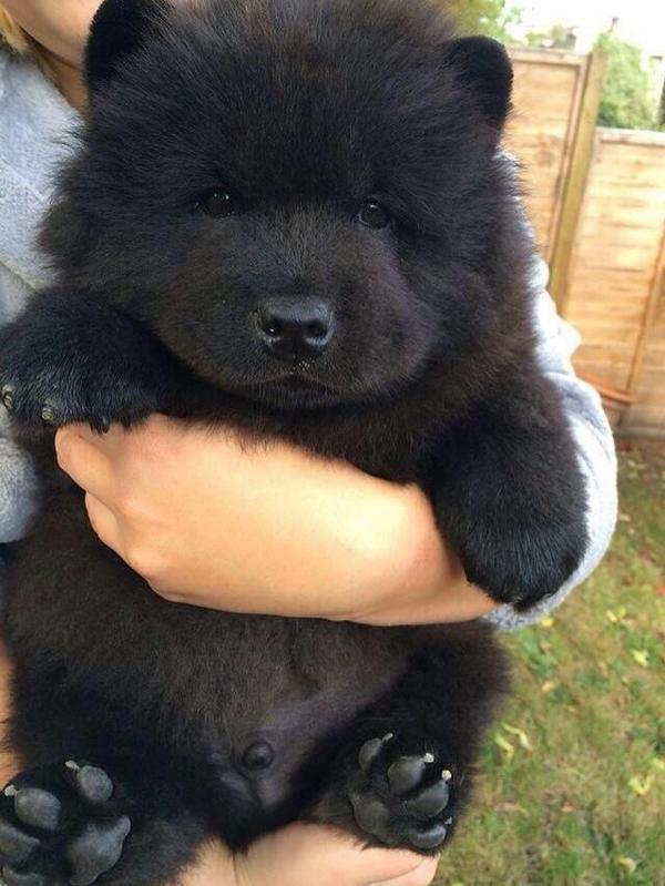 kaarinalizeth's tweet photo. SOMEONE TELL ME WHAT BREED THIS IS http://t.co/hCbrnAO287