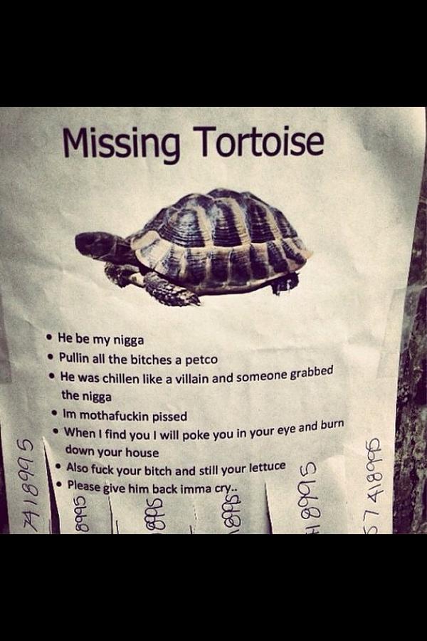 BrentCantRead's tweet photo. #missingtortoise http://t.co/pE0IgEymf5