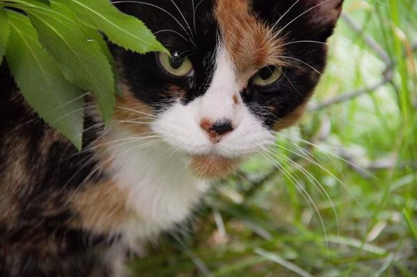 The Cult Cat (@elverojaguar) on Twitter photo 