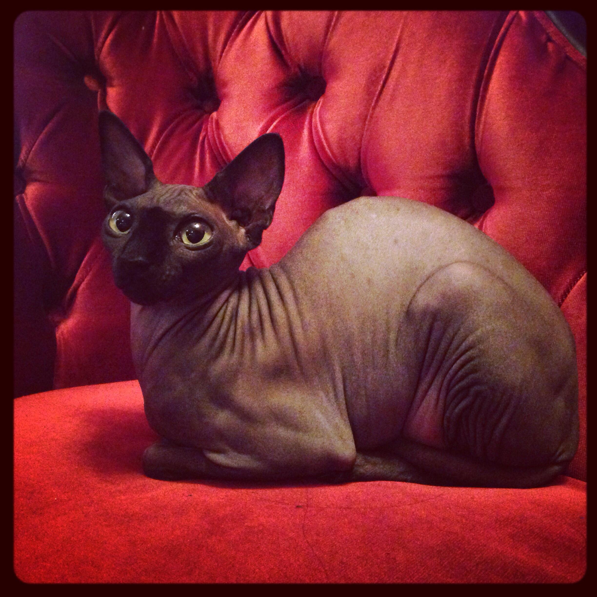 Kat on Twitter: "...and now, Piaf is renowned for being sexiest hairless cat that ever lived. ❤️ http://t.co/PafBjH9nma" / Twitter