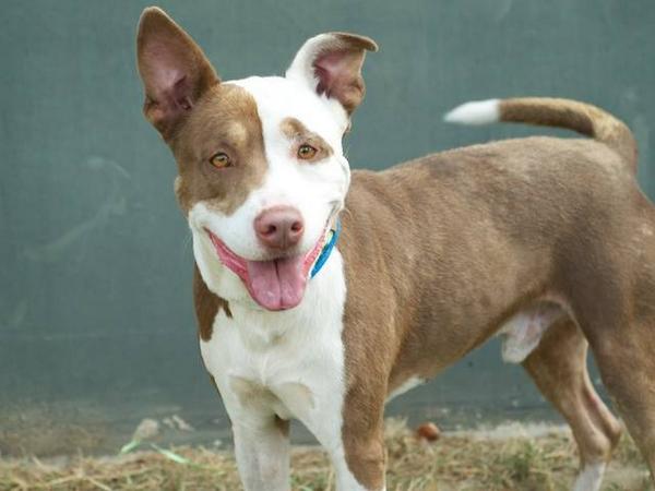 FriendsofNCSLA's tweet image. Hey @channingtatum. What's better than a new baby? A new baby AND a dog! Meet dear John...;) on.fb.me/1qqO8Ss