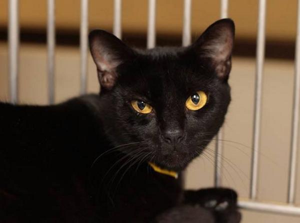 FriendsofNCSLA's tweet image. Hey @LisaKudrow. We found #smellycat. Smells like cheese in fact, so we named her Gruyere. on.fb.me/1wDZeHv