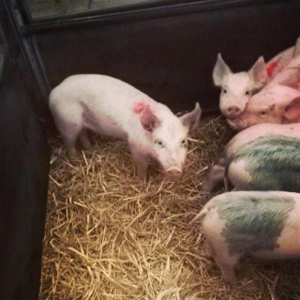 UnemployedFarm's tweet image. Selling calves at York market yesterday, went to have a quick look at these piglets #farming #pigs #piglets #pork