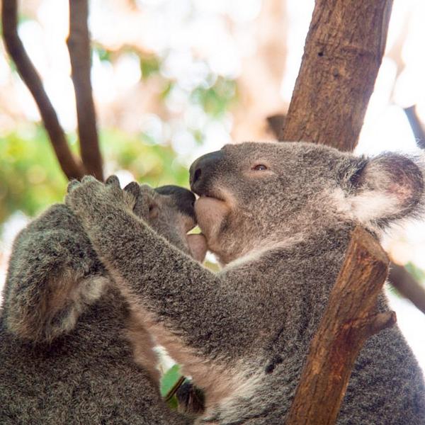 Australia's tweet photo. It's alright my dear, the weekend will be here again before you know it. Photo: @sabbiak at @CWSlive (via IG) http://t.co/mQyM43hCLr