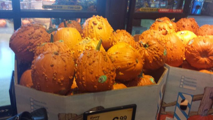 World's ugliest pumpkins now available at safe way/kroger. http://t.co/qnTrT6v2P2<a href="/tag/manyvids"class="tags"><span>#manyvids</span></a><a href="/tag/mvsales"class="tags"><span>#mvsales</span></a>