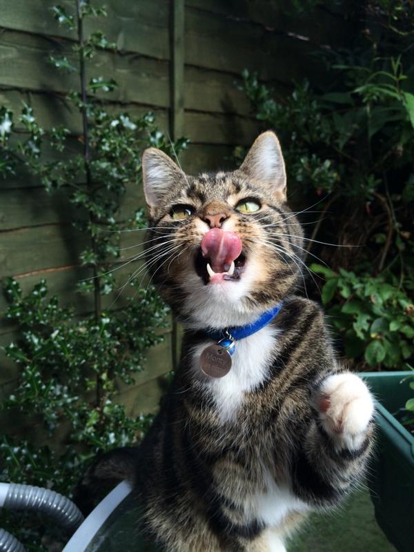 JustMsHannah's tweet photo. @FrontlineSpotOn Mr Monty feeling a bit peckish #SuperStarKitty http://t.co/KK5Gofoxnp