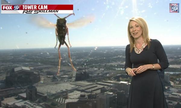 JOEdotie's tweet photo. Video: It’s bee-hind you! Giant bee appears to attack weather reporter on live TV #BuzzOffBee
http://t.co/fmb96JNyQC http://t.co/MMd1sWFoYE