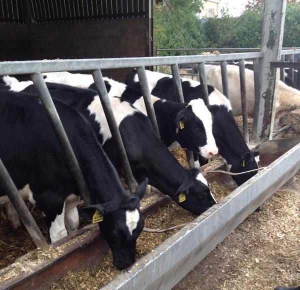 UnemployedFarm's tweet image. Never worked on a dairy farm before, but I'm really enjoying working on one for my uni placement