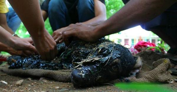 20m_genteytv's tweet photo. Un perro cubierto de alquitrán caliente es salvado de la muerte por cuatro jóvenes http://t.co/A8oQLdMcdO http://t.co/YVxcWQMX2s